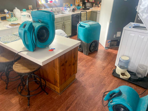 Best Mold removal after water damage  in Liolnton, NC