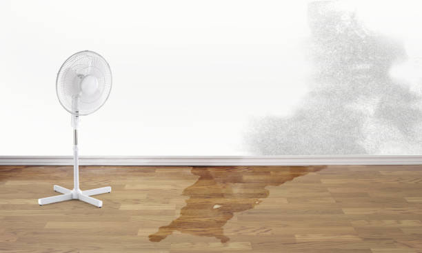 Best Local water damage restoration  in Liolnton, NC